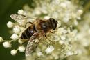 8241 Drone Fly (Eristalis tenax)